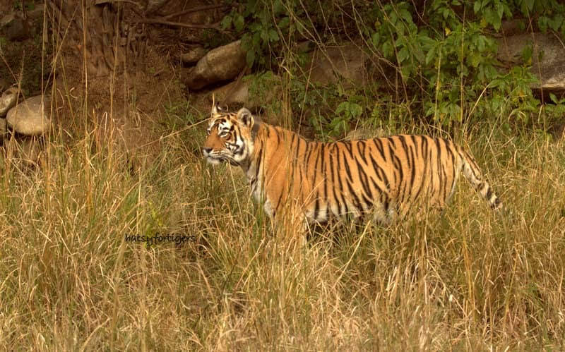 You are currently viewing Sariska National Park and Zones