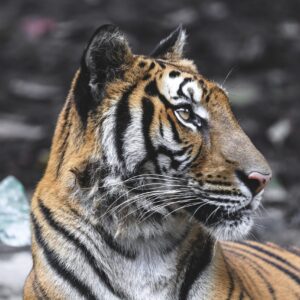 Travel Guide while visiting Sariska Tiger Reserve