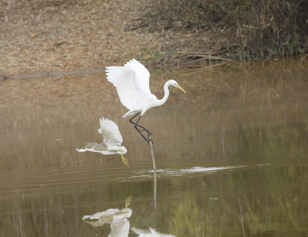 You are currently viewing Birding at Sariska