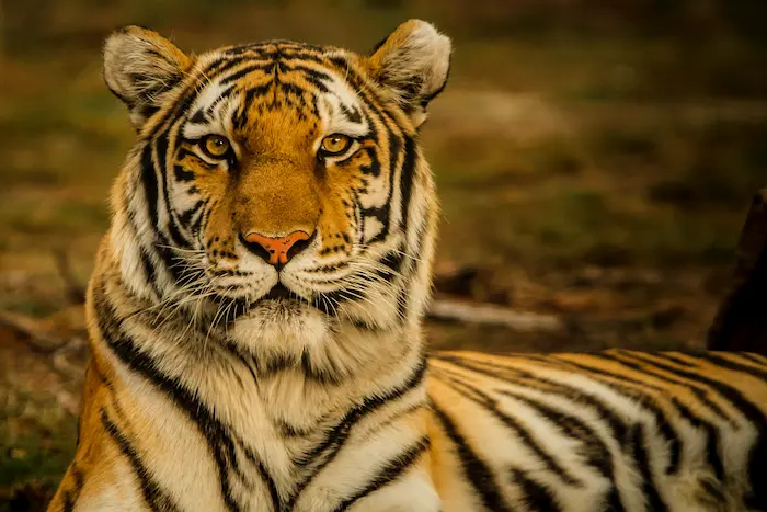 Royal Bengal Tiger, at Sariska National park
