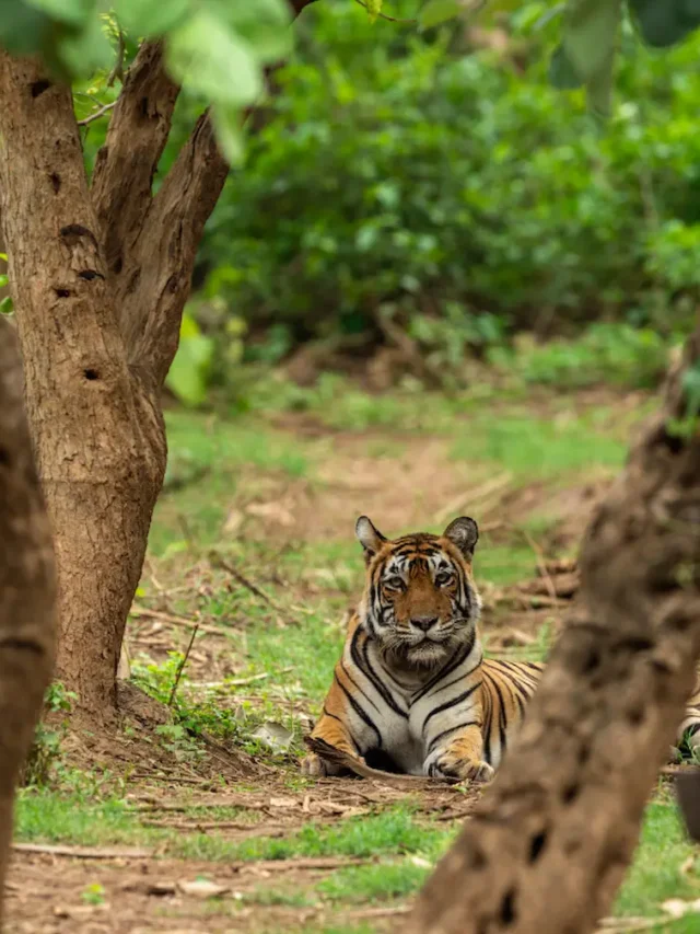 You are currently viewing Sariska Wildlife through the Seasons: A Year-Round Experience