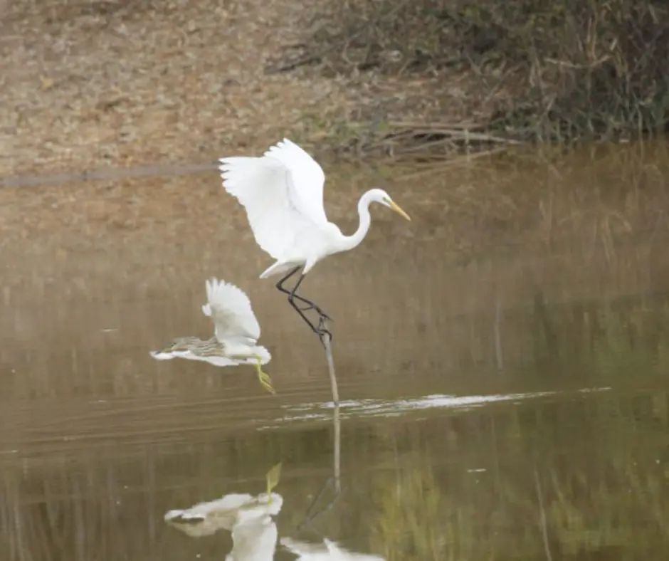 avian wonders at sariska national park