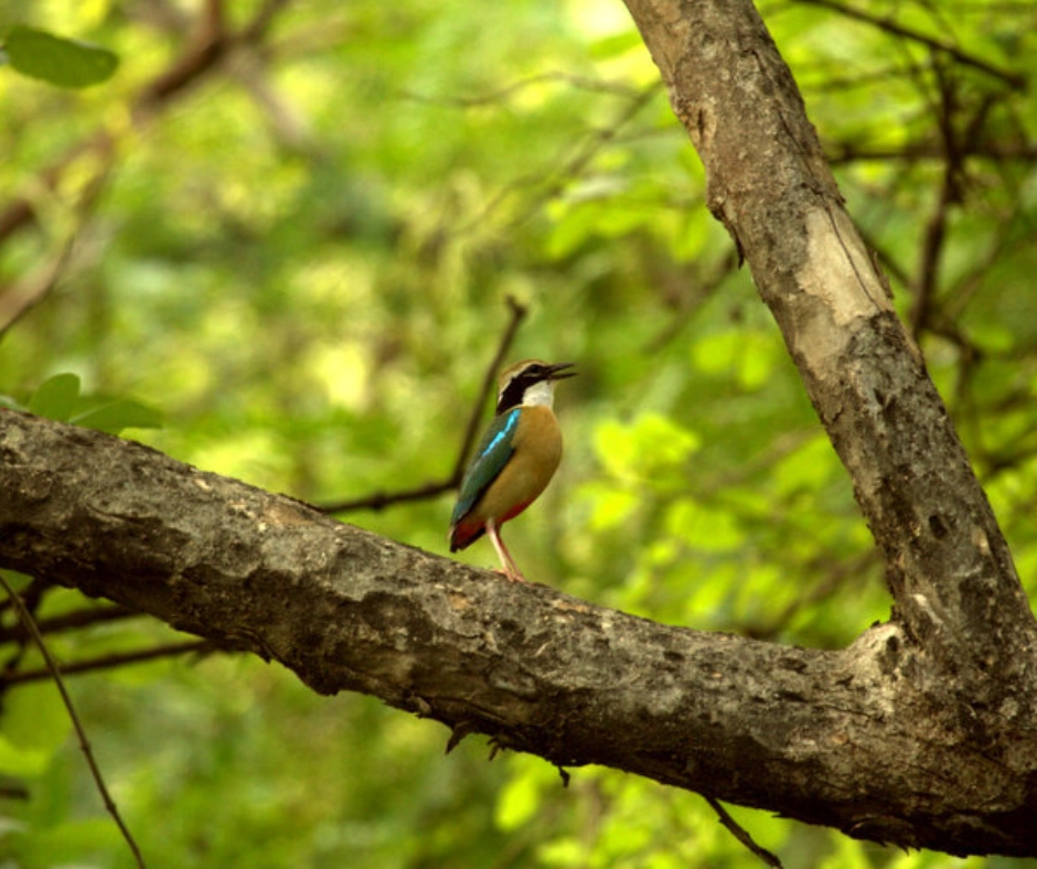 birds at sariska national park