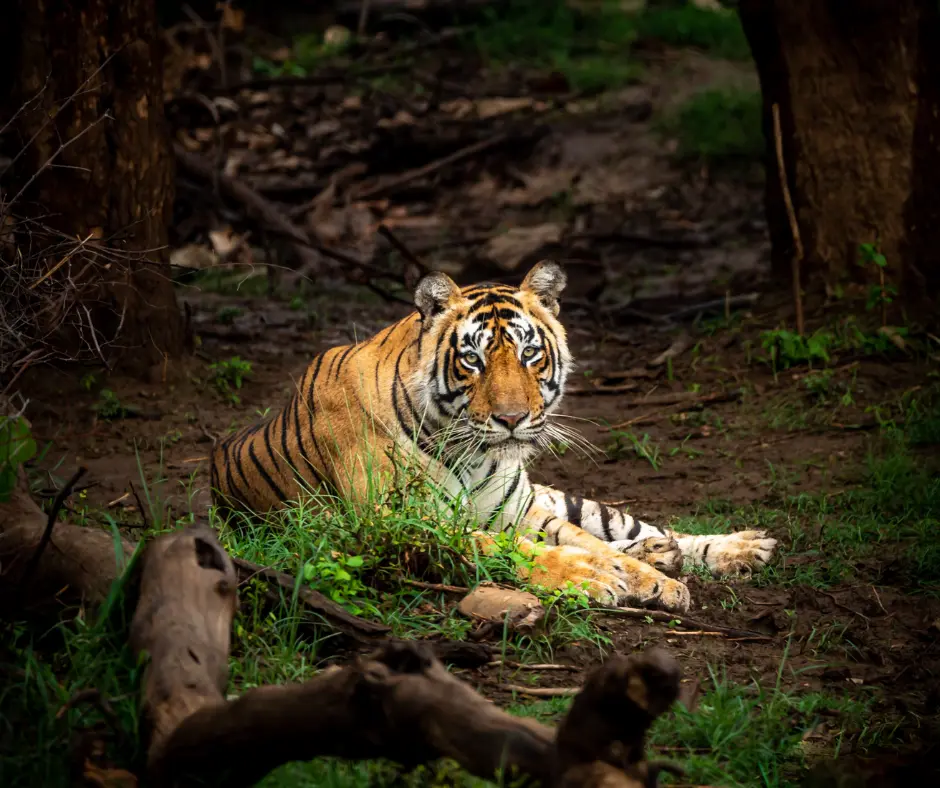Exploring the Wildlife while staying at a resort in sariska