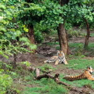 From Tigers to Birds: Explore the Rich Biodiversity of Sariska National Park