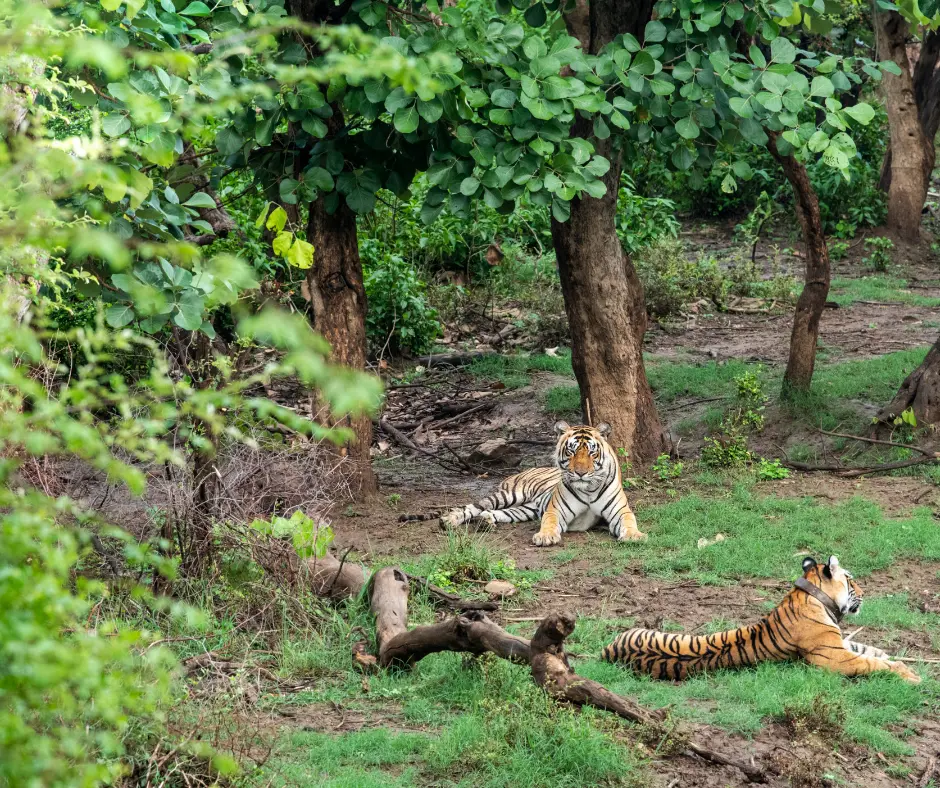 You are currently viewing From Tigers to Birds: Explore the Rich Biodiversity of Sariska National Park