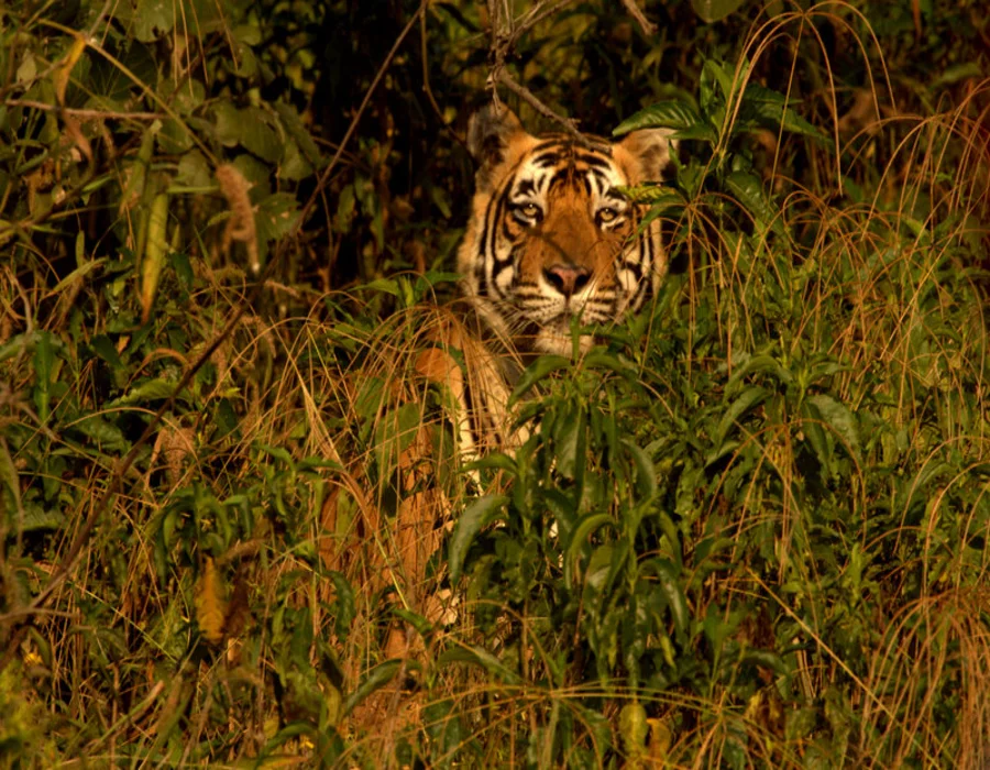 wildlife lodge and resort in Sariska