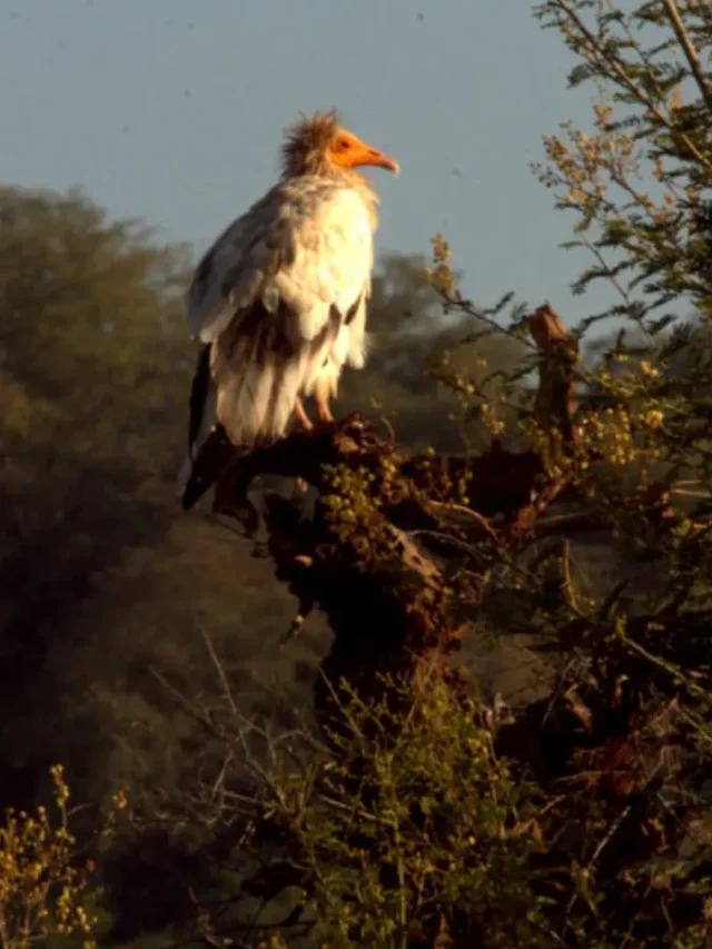 Birdwatcher’s Paradise: A Guide to Sariska’s Avian Wonders