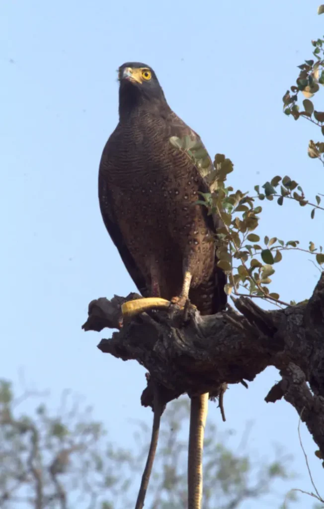 wildlife lodge and resort in Sariska