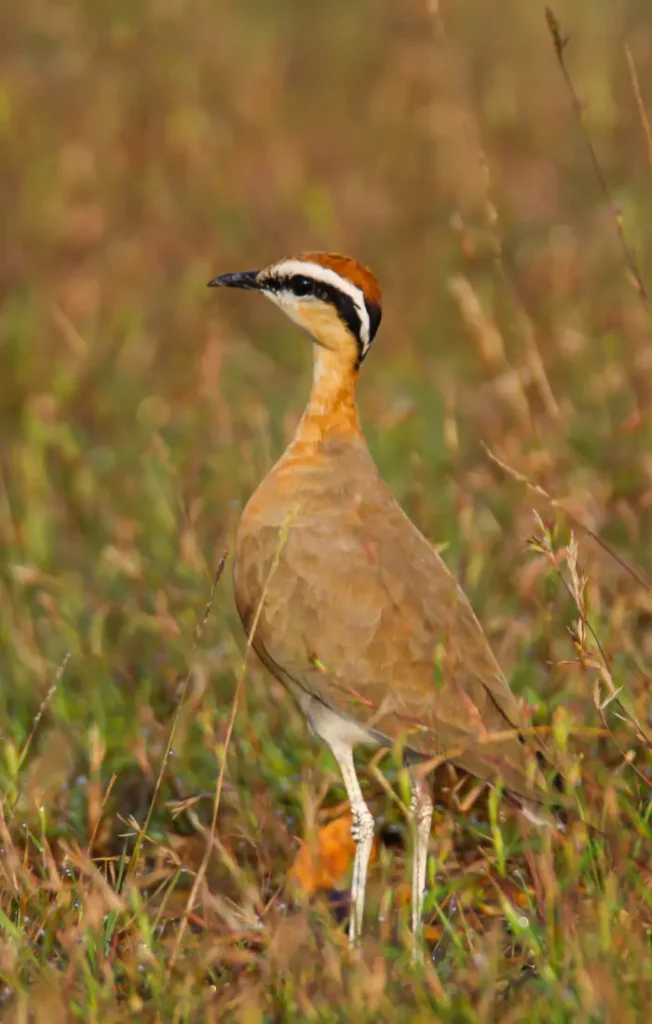 wildlife lodge and resort in Sariska