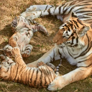 A New Chapter in Sariska National Park: The Arrival of Eight Tiger Cubs