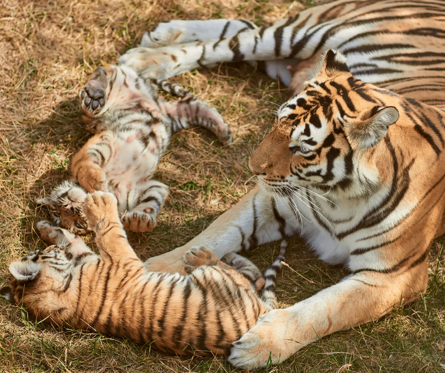 You are currently viewing A New Chapter in Sariska National Park: The Arrival of Eight Tiger Cubs