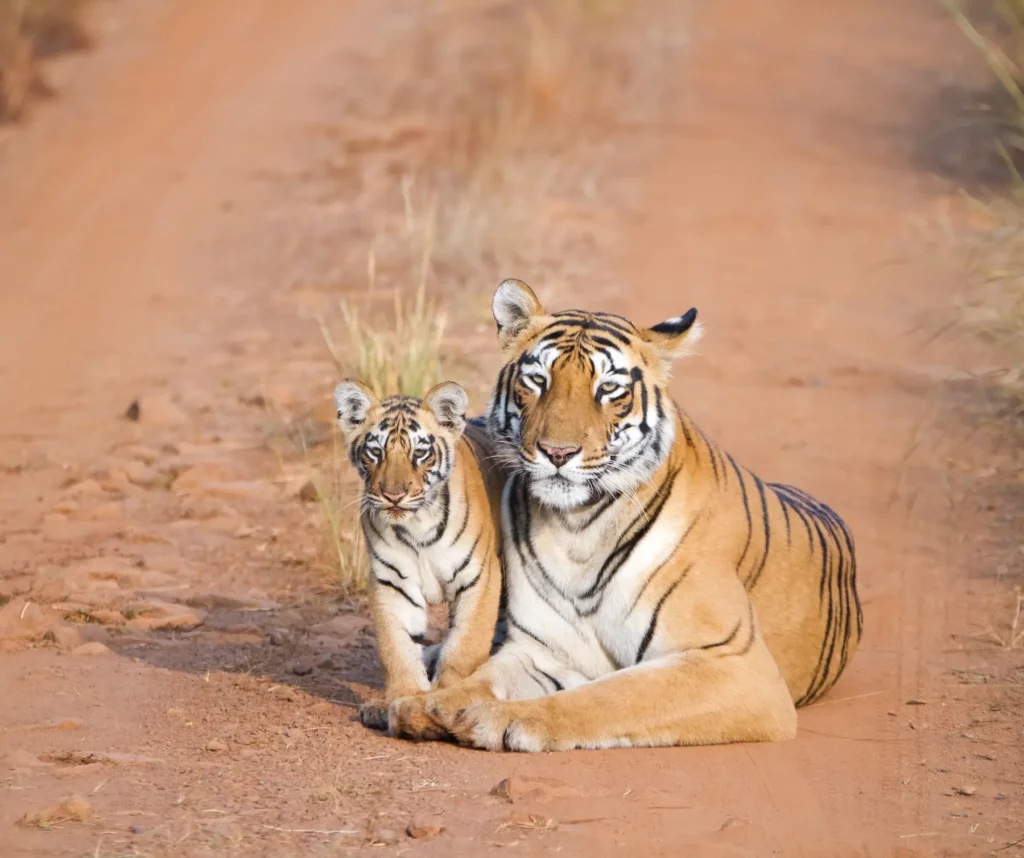 Wildlife lodge and Resort in Sariska 