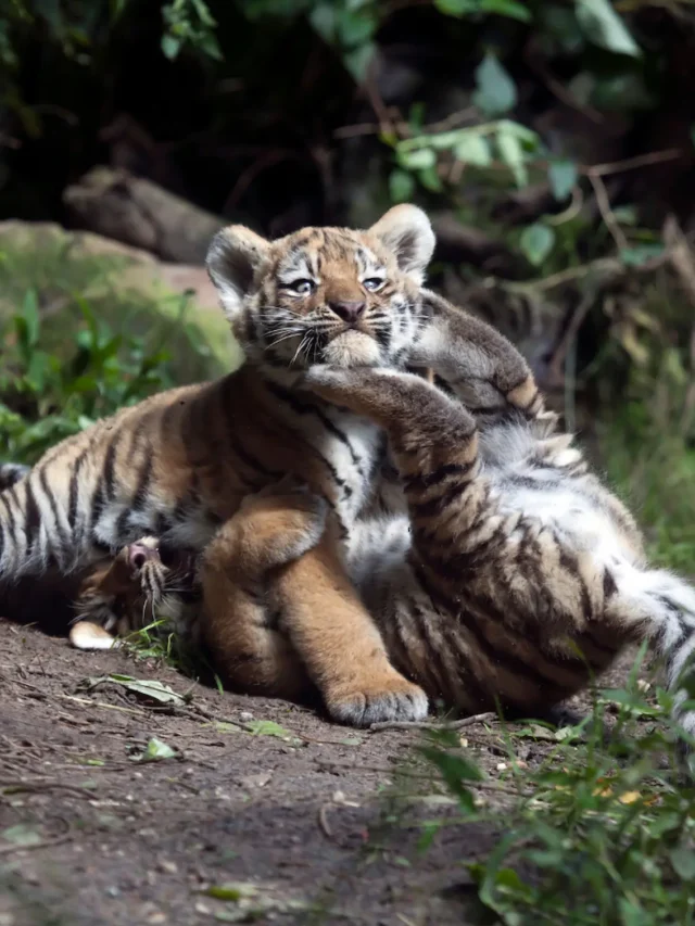 The Arrival of Eight Tiger Cubs