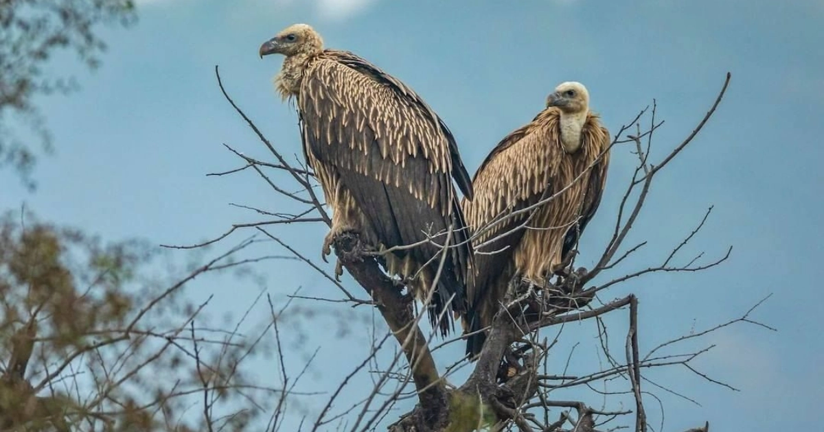 You are currently viewing Discover Avian Treasures: Birdwatching Bliss at Sariska Manor