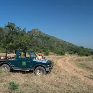 A Guide to the Best Safari Experiences in Sariska