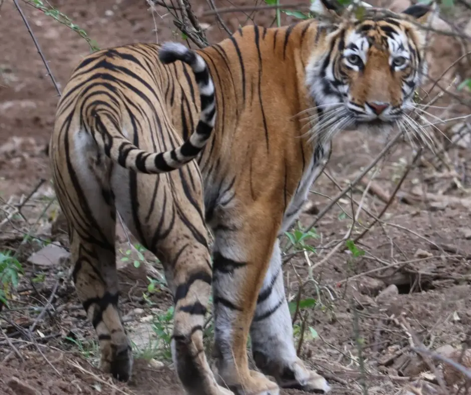 resort in Sariska