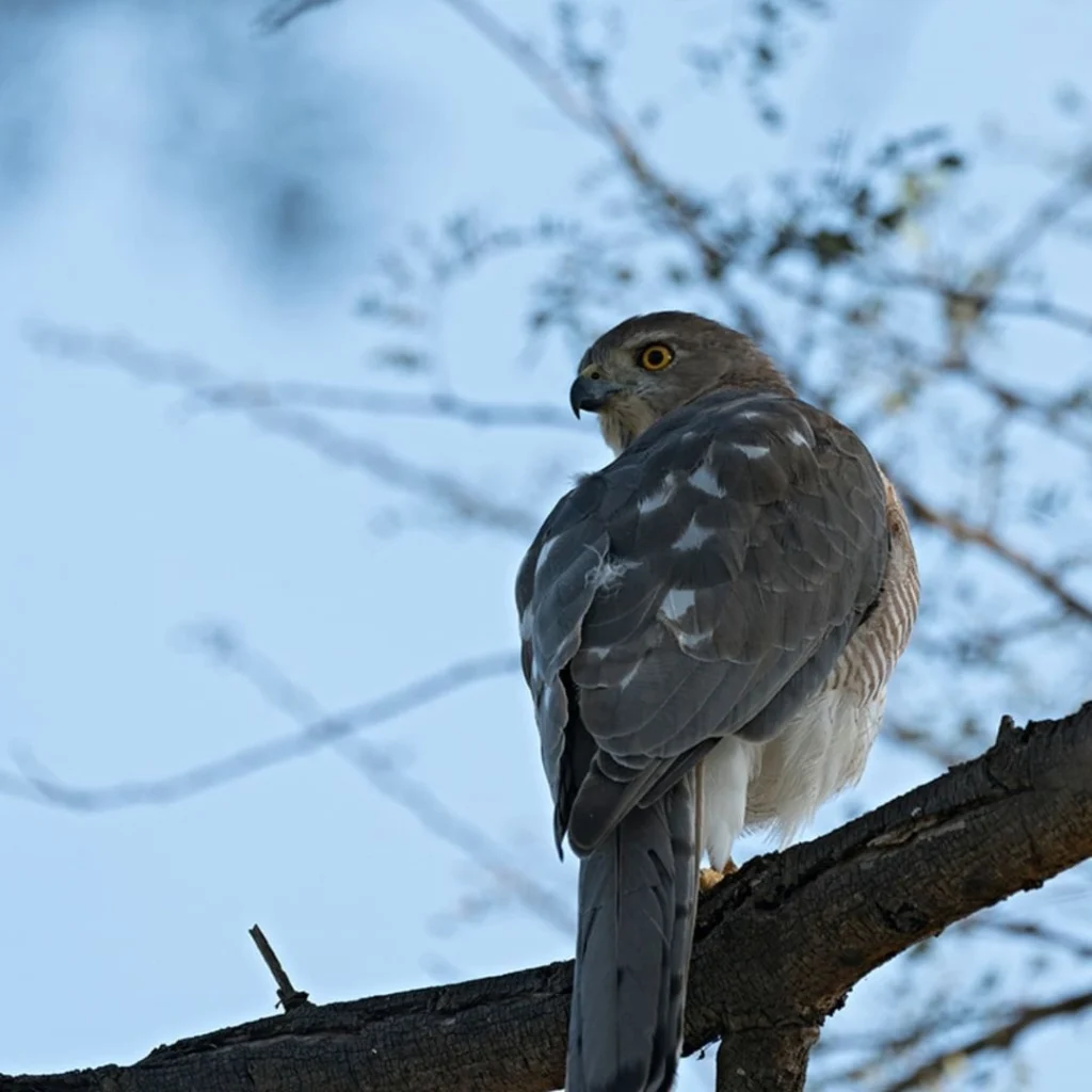 Wildlife Lodge and Resort in Sariska