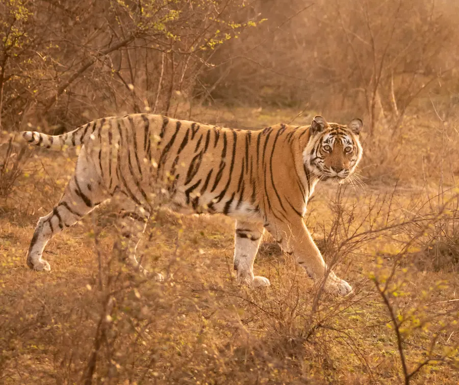 The Dawn of Conservation-wildlife lodge and resort in Sariska,