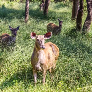 From Hunting Grounds to Protected Area: The Evolution of Wildlife Management in Sariska