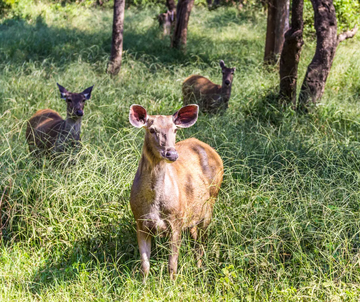 You are currently viewing From Hunting Grounds to Protected Area: The Evolution of Wildlife Management in Sariska