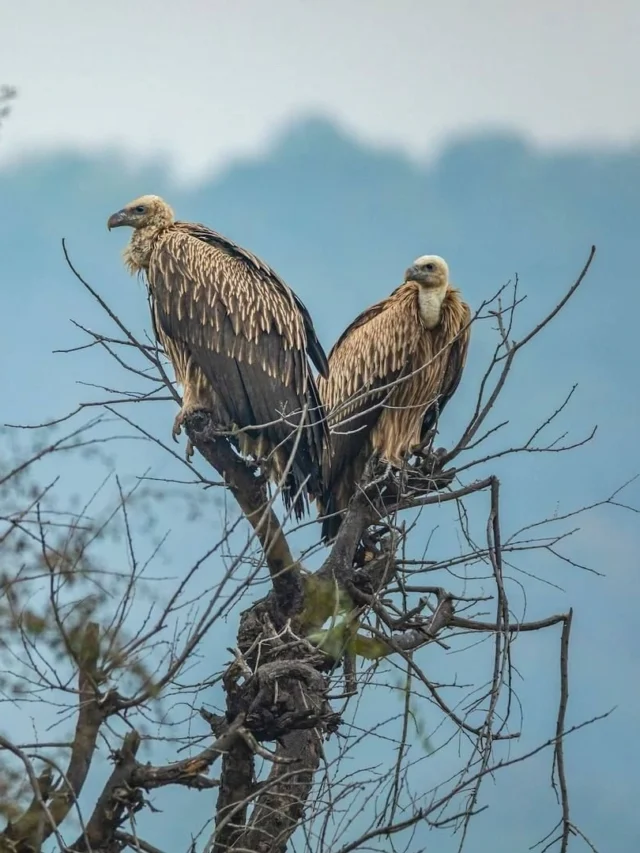 Discover Avian Treasures: Birdwatching Bliss at Sariska Manor