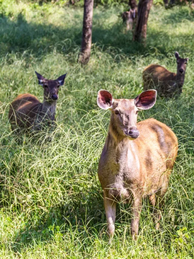 The Evolution of Wildlife Management in Sariska