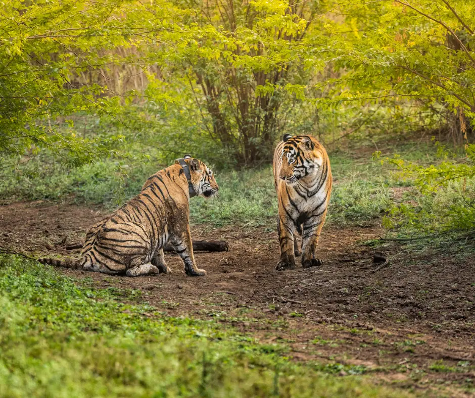 resort in Sariska